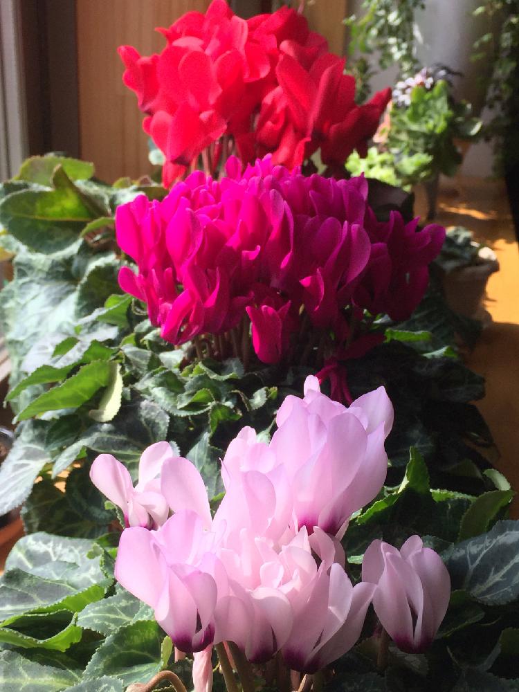 シクラメンの投稿画像 By クリスタルさん 冬の花と植中毒と美しいと夏越しシクラメンと咲いた とクリスタルの夏越しシクラメン 18月2月24日 Greensnap グリーンスナップ