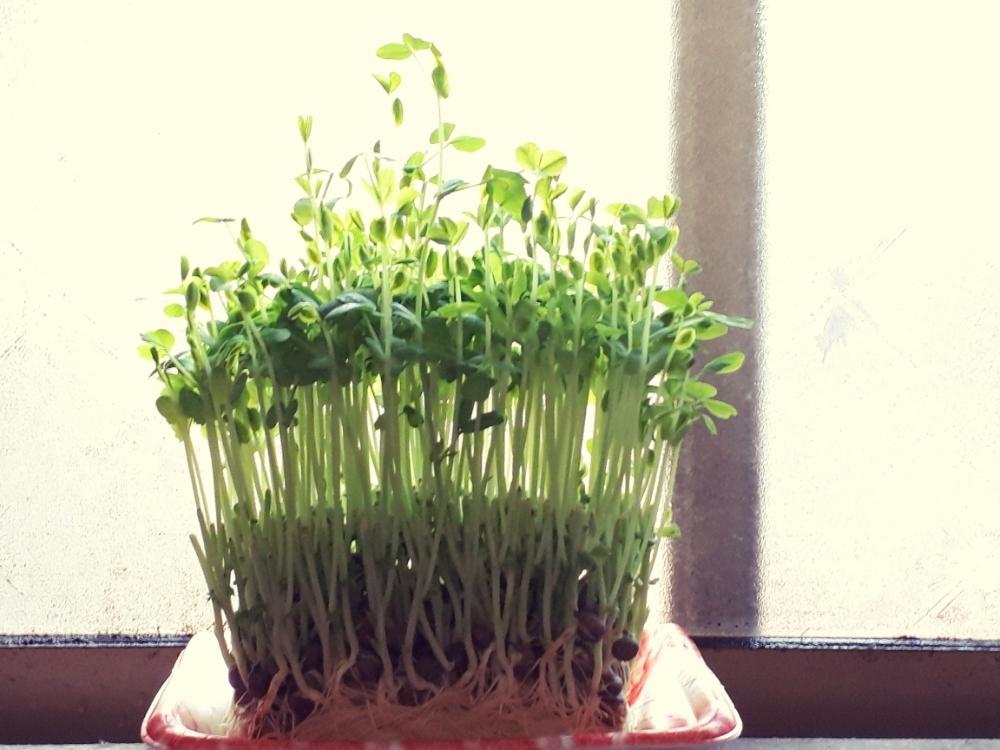 植物と暮らす18 フォトコンテストの投稿画像 By Jin Jinさん 豆苗水栽培と豆苗再生と植物のある暮らし 18月2月25日 Greensnap グリーンスナップ