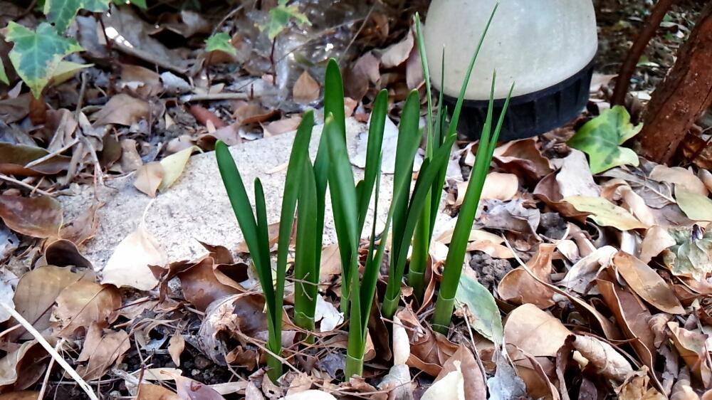 スズラン水仙の投稿画像 By 96さん スノーフレークと球根植物と春が来た と毎年咲くと育てやすい 18月2月25日 Greensnap グリーンスナップ