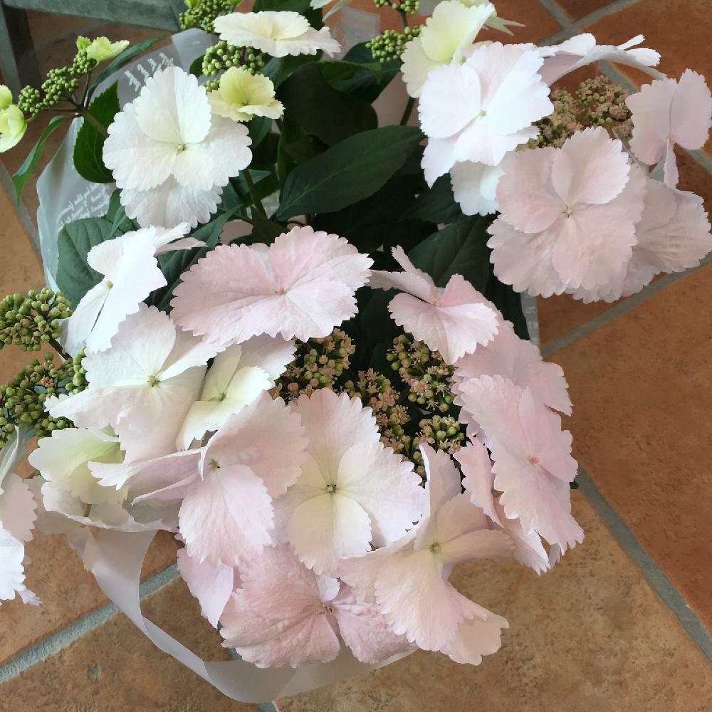 冬咲アジサイの投稿画像 By じゃすみんさん 冬咲き紫陽花 スプリングエンジェルと初めてみたよと冬咲きアジサイと世界初と冬咲き紫陽花 とお花ラブ とスプリングエンジェルフリルエレガンスとお出かけ先と初めてみたよと冬咲きアジサイと世界初と冬咲き紫陽花とお花ラブ