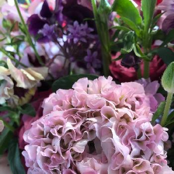 ラナンキュラス ハーマイオニーの投稿画像一覧 Greensnap グリーンスナップ