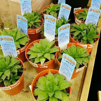 スーパーバリューの投稿画像一覧 Greensnap グリーンスナップ