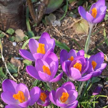 紫のクロッカスの画像 by 淳 こさん | 小さな庭と春だぁと紫のクロッカスとだーいすきとちっちゃい幸せとおつかれさまですとまぶしいねと青い花マニアとみんな それぞれのと緑とおはなし