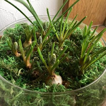 ぷくりんムスカリ水苔栽培の投稿画像一覧 Greensnap グリーンスナップ