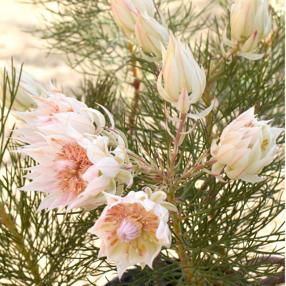 セルリア ブラッシングブライドの投稿画像 By Oottさん セルリアと花のある暮らしとオーストラリア原産と植物のある暮らしとセルリアフロリダ 18月2月27日 Greensnap グリーンスナップ