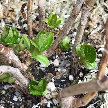 紫陽花の新芽の投稿画像一覧 Greensnap グリーンスナップ