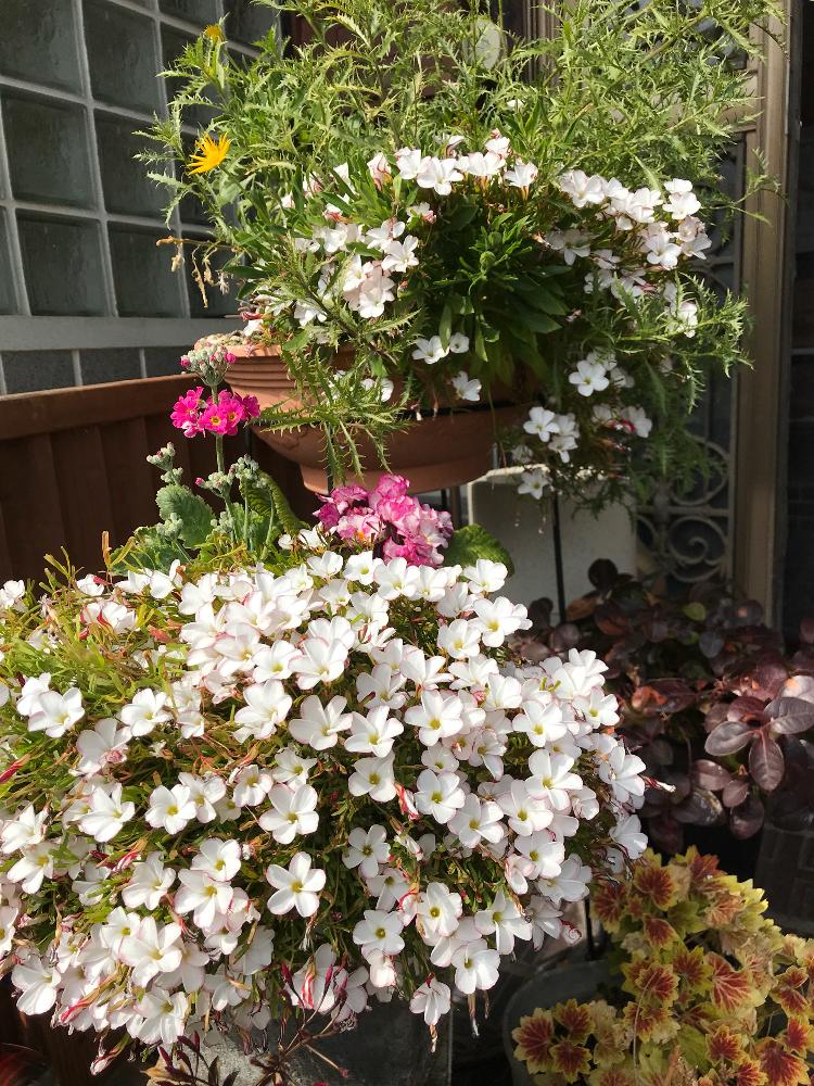 オキザリス バーシカラーの投稿画像 By Kaoringsさん 花好きは母譲りとお花を楽しむと寄せ植えと実家の庭とガーデニングと花のある暮らし 18月2月28日 Greensnap グリーンスナップ