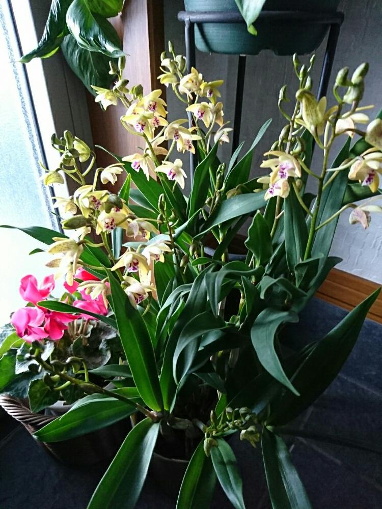 デンドロビウム キンギアナムの投稿画像 By Zunさん 玄関と花のある暮らしと蘭の仲間と洋ランと花のある暮らしと蘭の仲間と洋ラン 18月2月28日 Greensnap グリーンスナップ Greensnap グリーンスナップ デンドロビウム キンギアナムの投稿画像 By Zunさん 玄関と花のある暮らしと蘭の仲間と洋ランと花のある暮らしと蘭の仲間と洋ラン 18月2月28日 Greensnap グリーンスナップ Greensnap グリーンスナップ