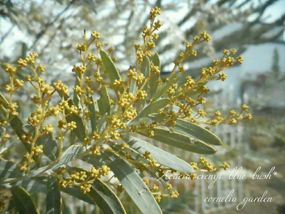 ミモザアカシア ブルーブッシュの投稿画像 By コーネリアさん 春のお花と植物のある暮らしと植中毒と花のある暮らしとかわいいな と いいね ありがとう 18月2月28日 Greensnap グリーンスナップ