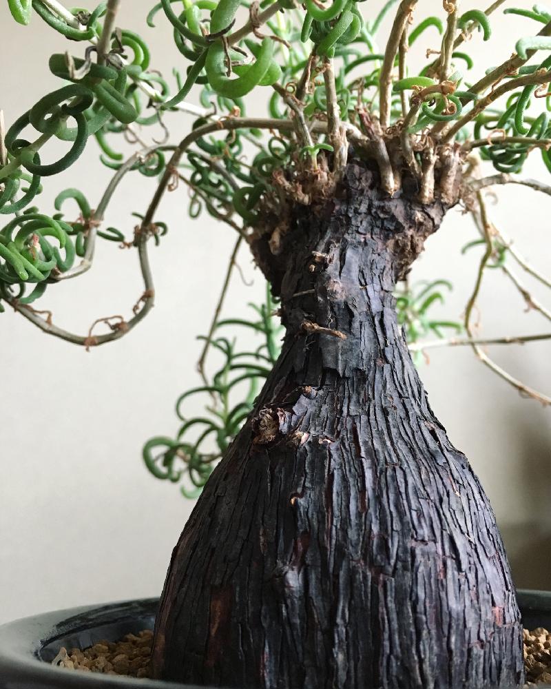 50%OFF! 特良樹形 変態激渋系灌木風BONSAI 発根済 メストクレマ