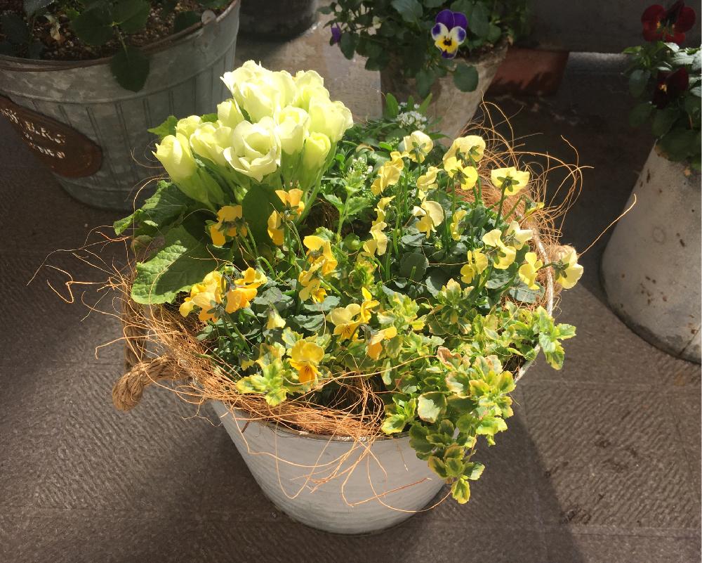 バラ咲きジュリアンの投稿画像 By R さん プリムラとジュリアンとプリムラ ジュリアンとパンジー ビオラとビオラとビオラ パンジーと寄せ植え といとおしい植物の表情フォトコンと植中毒と黄色い花と今日のお花と ジュリアンと黄色の花と今日のビオラと花のある暮らしと