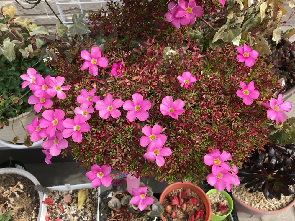 オキザリス 桃の輝きの投稿画像 By くーぺりさん オキザリスと花のある暮らし 18月3月1日 Greensnap グリーンスナップ