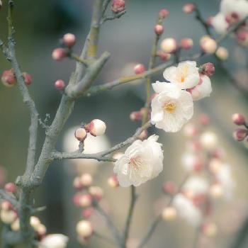梅の季節の画像 by まゆさん | お出かけ先と梅さん✧︎*。とお気に入り♡とGS映えと植物と植中毒とnikon✧︎*。と高台寺❁︎とflowerと京都と花のある暮らしと単焦点レンズの世界とお花とタムキュー  とお花の世界と梅の季節と単焦点レンズ