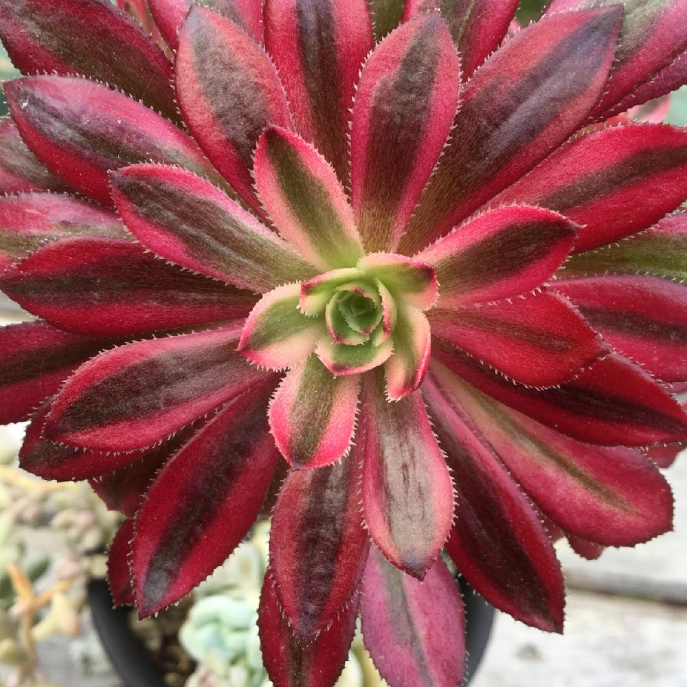 サンシモンバイオレットの投稿画像 By さんちゃさん 黒帽子錦と多肉紅葉と多肉植物とアエオニウム属 18月3月1日 Greensnap グリーンスナップ