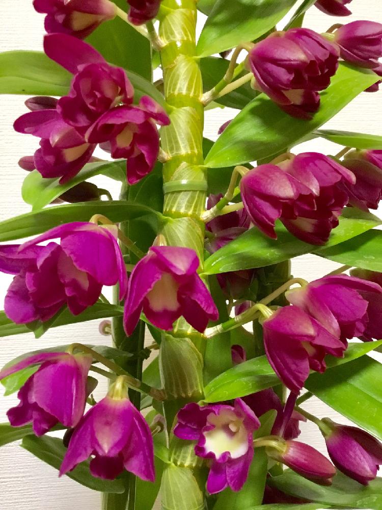 デンドロビウムの投稿画像 By こっしーさん グレートウェイブラッキードラゴンとデンドロビウム グレートウエイブ ラッキードラゴンと植物のある暮らしとgs映えとno Green No Lifeと美しいとデンドロビウム属と花のある暮らしと相談とkデンドロビウム 18月3月1日