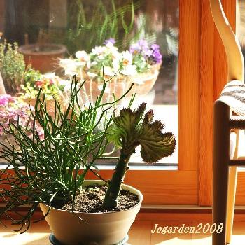 ユーフォルビア マハラジャ の投稿画像一覧 Greensnap グリーンスナップ