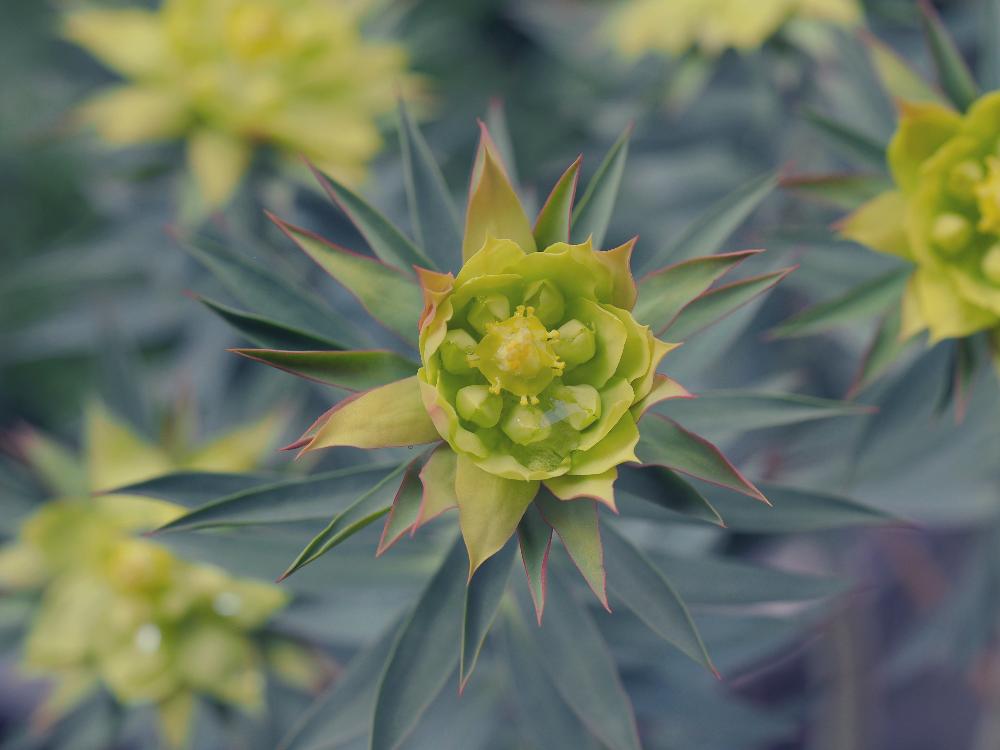 ユーフォルビア リギダの投稿画像 By Chippiさん カラーリーフとガーデニングとユーフォルビア 花図鑑 18月3月1日 Greensnap グリーンスナップ