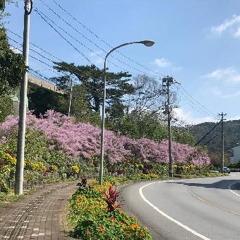 フブキバナ メイフラワー の投稿画像一覧 Greensnap グリーンスナップ