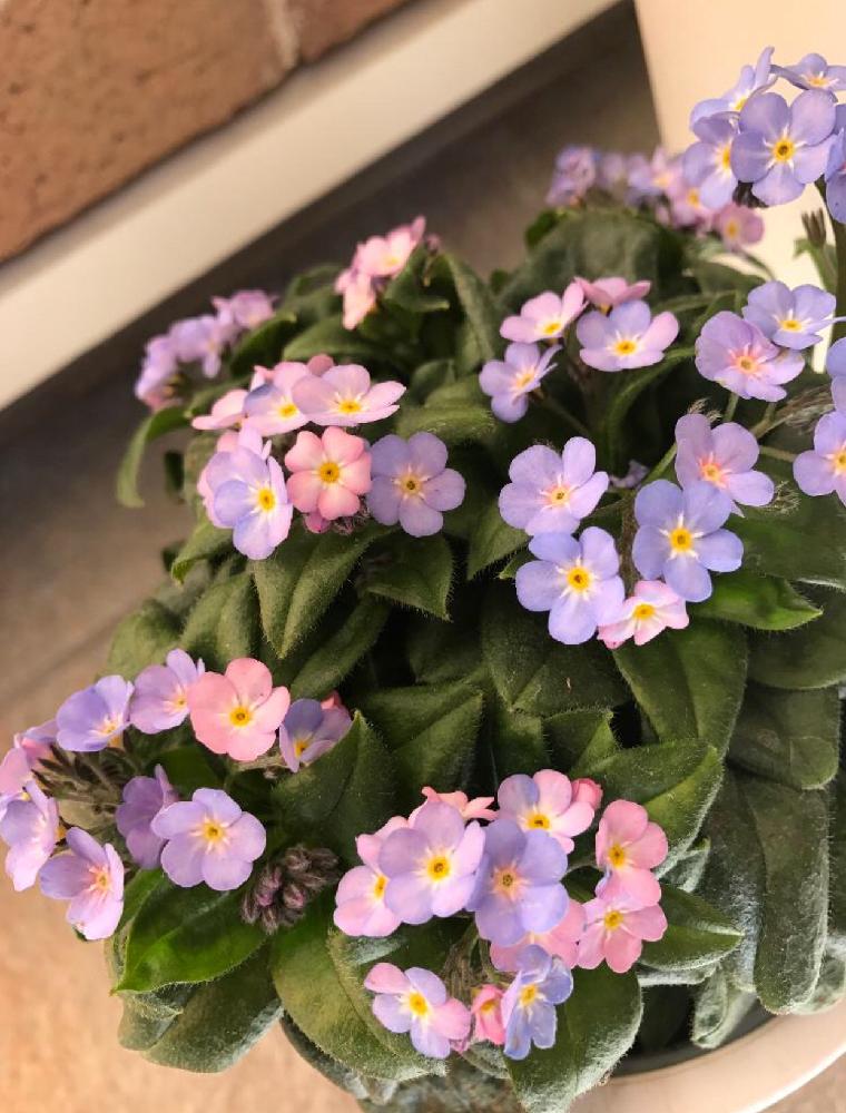 ワスレナグサの投稿画像 By さくらさん ミオソティス ミオマルクとhtcとかわいい W W とピンク とlovely と花のある暮らしといい色 とpink Purple 18月3月2日 Greensnap グリーンスナップ