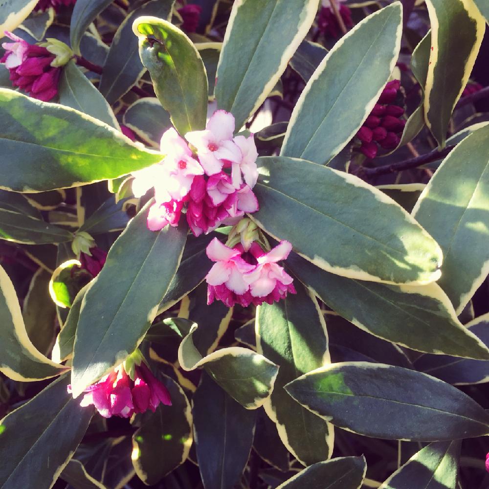 沈丁花の投稿画像 By ぷーさっちゃんさん キラキラとピンクの花と初春の花と春の訪れと散歩といい香りと小さい花と花のある暮らしと春の日差しと青空 18月3月2日 Greensnap グリーンスナップ