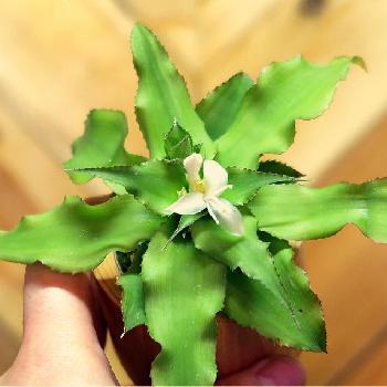 greensnap グリーンスナップ