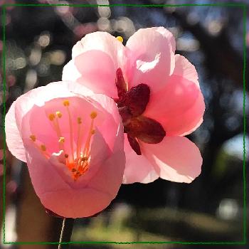 梅 見驚の投稿画像一覧 Greensnap グリーンスナップ 梅 見驚の投稿画像一覧 Greensnap グリーンスナップ