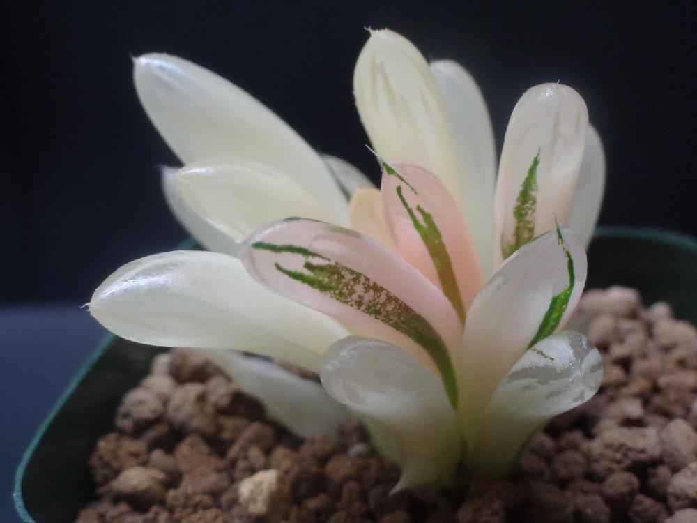 オブツーサ錦 バイオレットの投稿画像 By はる Succulents Forestさん 多肉植物と観葉植物とハオルチア属と寄せ植えといとおしい植物の表情フォトコンとgs映えとハオルチアオブツーサ錦と植物が好き と植中毒とハオルシア属 と いいね ありがとうとタニラーとハルオ オブツーサ錦 バイオレットの投稿画像 By はる Succulents Forestさん 多肉植物と観葉植物とハオルチア属と寄せ植えといとおしい植物の表情フォトコンとgs映えとハオルチアオブツーサ錦と植物が好き と植中毒とハオルシア属 と いいね ありがとうとタニラーとハルオ