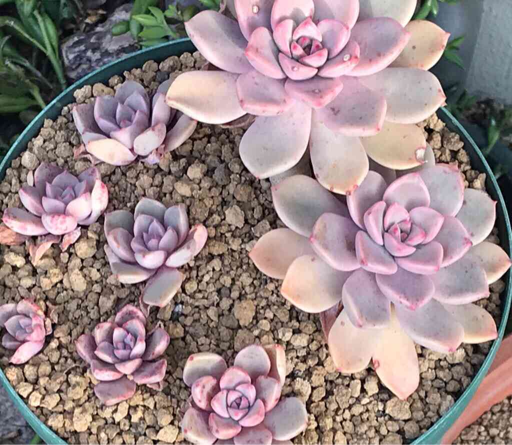 小さな庭の投稿画像 by ニコちゃん大王さん｜多肉植物と紅葉する多肉と