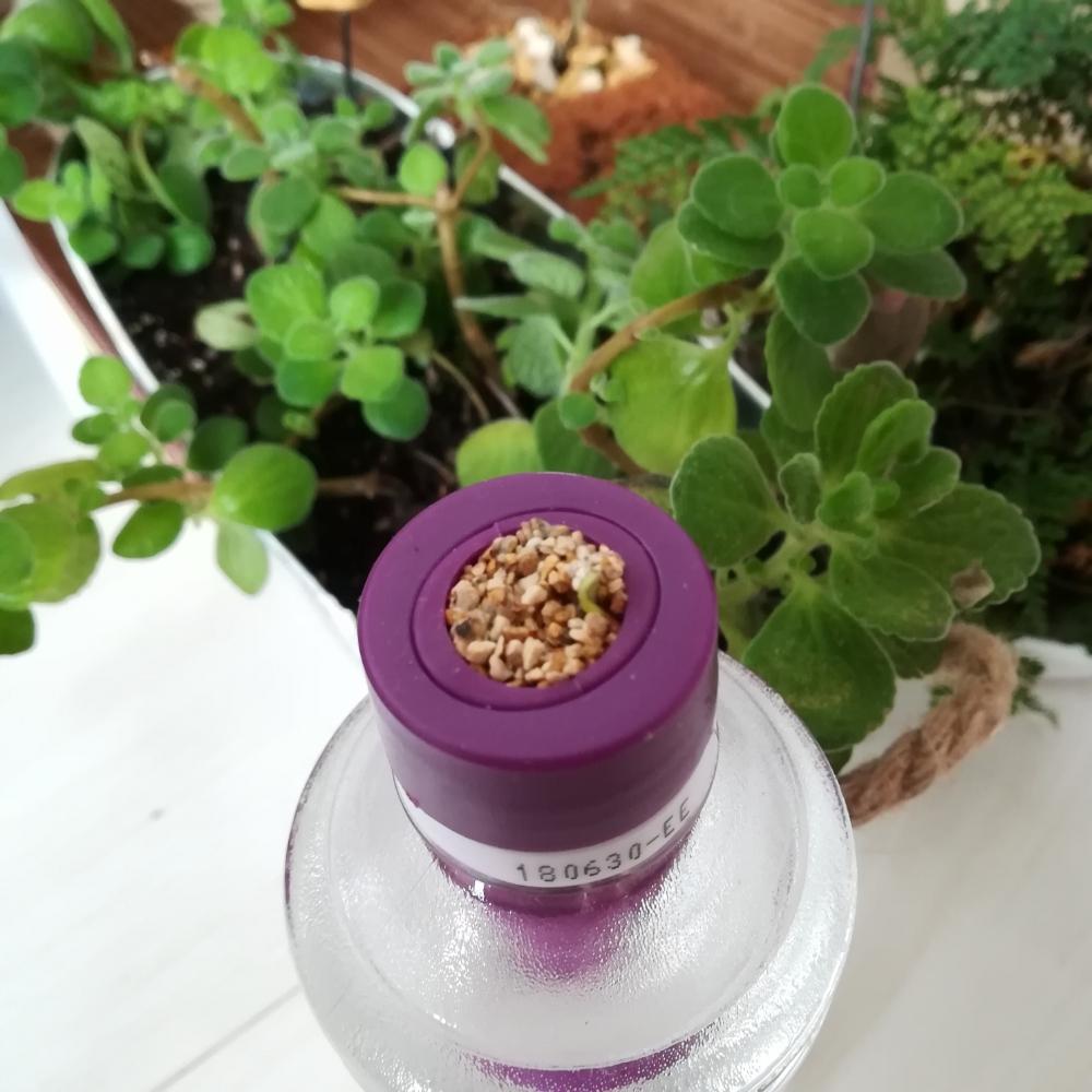 目が出た lawsonで売ってる野菜水耕栽培キット greensnap グリーンスナップ