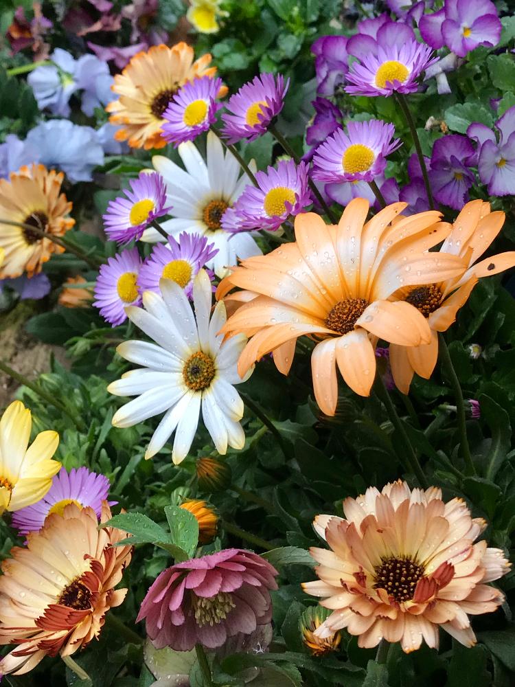 ディモルフォセカの投稿画像 By あおねこさん ディモルフォセカ パステリーナとイングリッシュデージーとカレンジュラとカレンデュラとクリスマスローズ ウィンターシンフォニー スイングとクリスマスローズと車庫とクリスマスローズ愛同盟とクリスマスローズ愛同盟