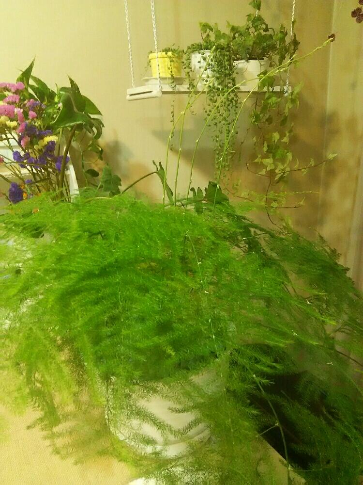 アスパラガスの投稿画像 By Healinggreenさん モフモフと植物のあるリビングと植物のある暮らしと観葉植物 18月3月3日 Greensnap グリーンスナップ