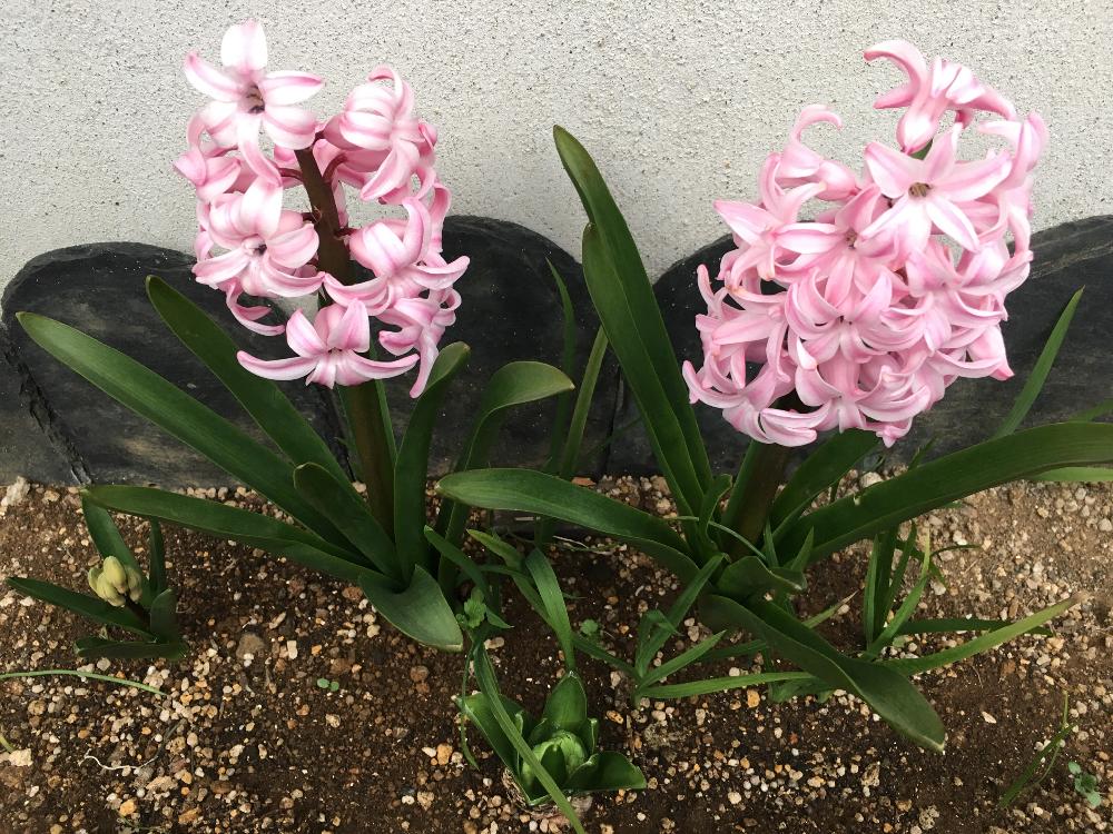 ヒヤシンスの投稿画像 By ベルさん 球根大好きとピンクの花と球根植物と植えっぱなし球根 18月3月3日 Greensnap グリーンスナップ
