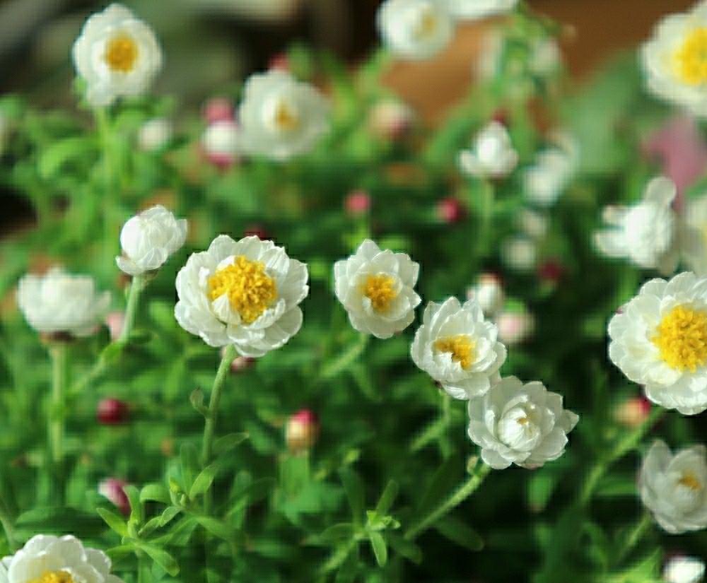 花かんざしの投稿画像 By すえちゃんさん お部屋に花をと鉢植えと花のある暮らしと窓辺と マクロな世界 コンテストとefm28mm Macroと小さな白いお花とお部屋に花をと鉢植えと花のある暮らしと マクロな世界 コンテストとefm28mm Macroと小さな白いお花 18月3月3日
