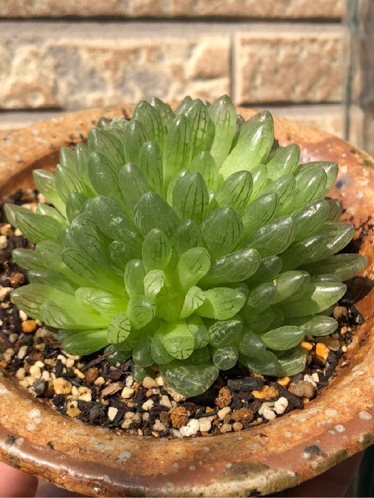 シンビフォルミス グラキリデリネアータの投稿画像 By Cphzさん Haworthia Cymbiformis F Gracilidelineataと多肉植物とハオルチア属 18月3月4日 Greensnap グリーンスナップ シンビフォルミス グラキリデリネアータの投稿画像 By Cphzさん Haworthia Cymbiformis F Gracilidelineataと多肉植物とハオルチア属 18月3月4日 Greensnap グリーンスナップ