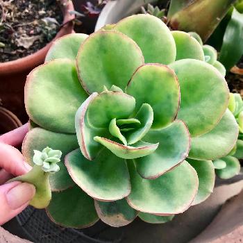 ゴイスーの投稿画像一覧 Greensnap グリーンスナップ