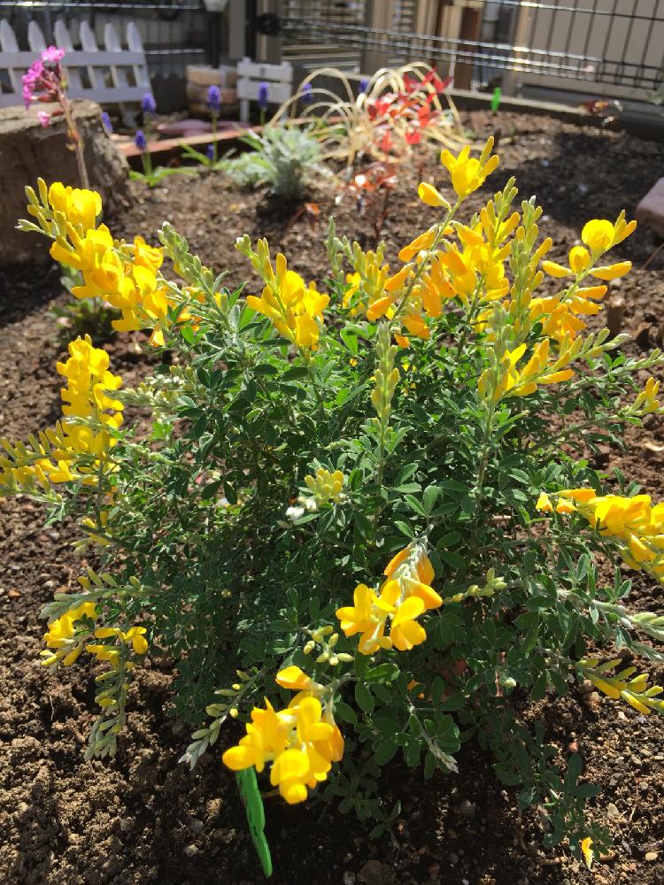 エニシダの投稿画像 By スニフさん 小さな庭と地植えと植中毒と花のある暮らしとgs映えと地植えと植中毒と花のある暮らしとgs映え 18月3月4日 Greensnap グリーンスナップ Greensnap グリーンスナップ