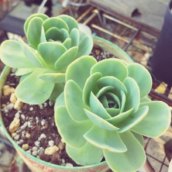 オロスタキス 岩レンゲの投稿画像一覧 Greensnap グリーンスナップ