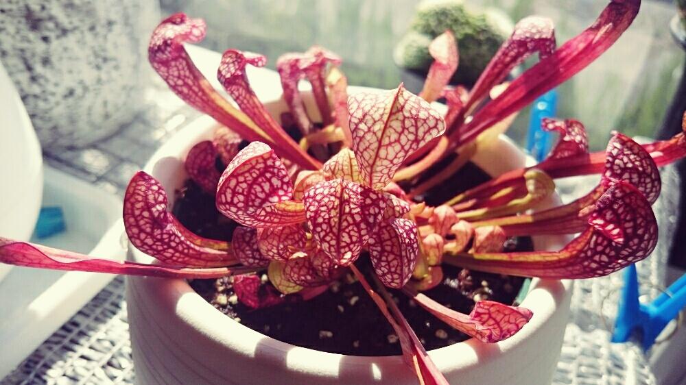 サラセニア スカーレットベルの投稿画像 By Sword Tさん サラセニア交配種と食虫植物とお買い物と杉本神籠園と花 伝と植中毒とひとめぼれ と私は 虫とグリスナ映えとサラセニアとサラリーマン編と食虫植物広め隊 18月3月4日 Greensnap グリーンスナップ