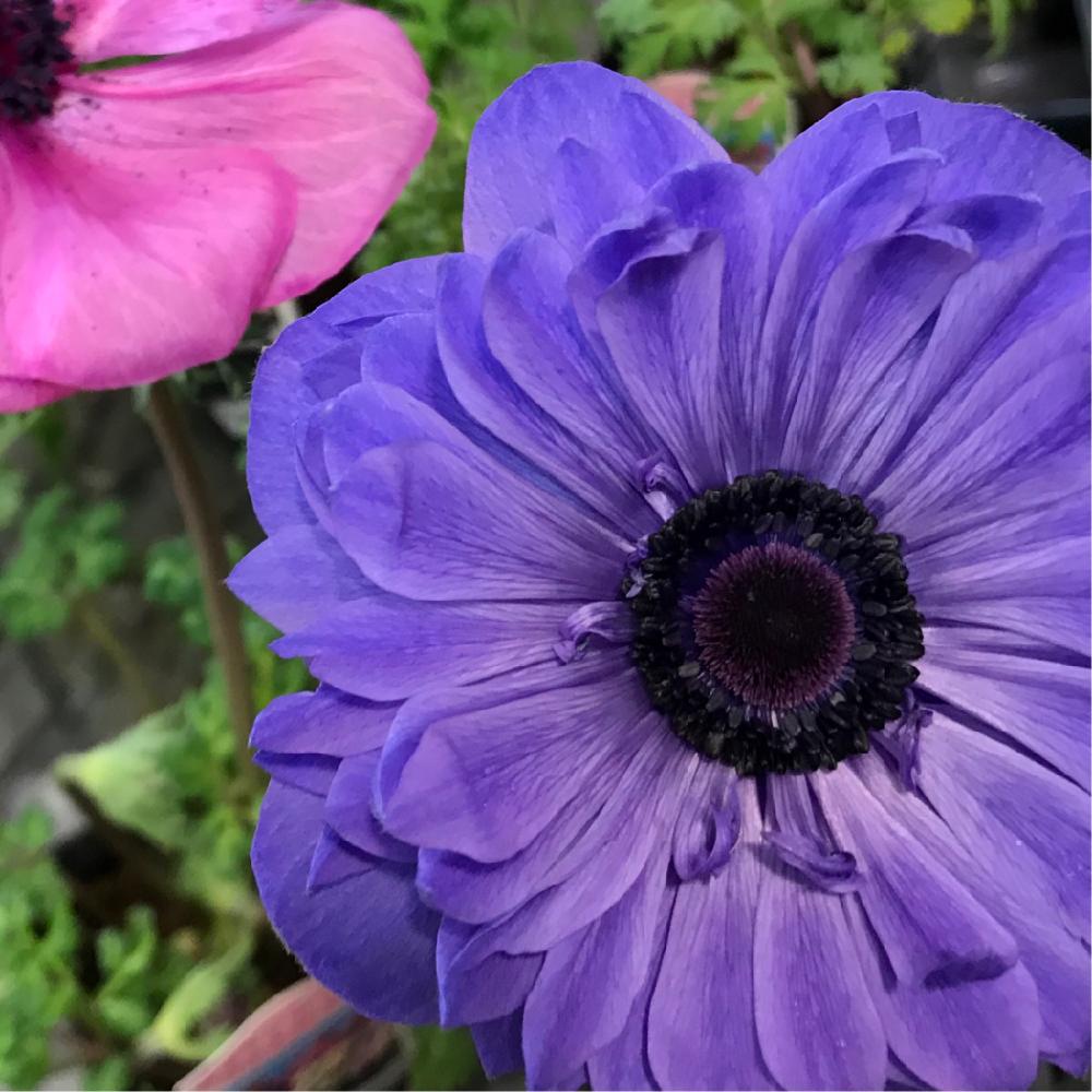 紫のアネモネの投稿画像 By あい さん キンポウゲ科と花のある暮らしとアネモネ大好きと アネモネ 18月3月4日 Greensnap グリーンスナップ
