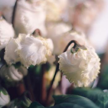 『植物と暮らす2018』フォトコンテストの画像 by shigeさん | 窓辺とガーデンシクラメン・ベリッシマとガーデンシクラメンとシクラメンと夏越し成功と一眼レフと球根と白色と鉢植えと花のある暮らしと『植物と暮らす2018』フォトコンテストと白い花と白色の花と球根植物