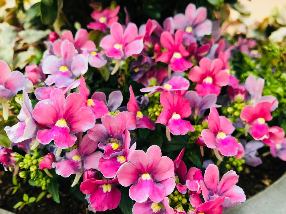 ネメシアの投稿画像 By さとこさん ピンクの花と可愛いピンク色 と花言葉と花言葉と誕生花 18月3月4日 Greensnap グリーンスナップ