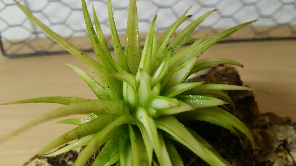 エアプランツ チランジアの投稿画像 By 植物系男子さん チランジア エアプランツ とエアプランツ イオナンタとイオナンタコレクションとチランジア固定 方法とgs映えとティランジア属と植中毒と今日の一枚とチランジア属とイオナンタ万歳同盟 ﾟ ﾟ 人 ﾟ ﾟ と