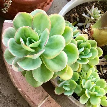 ゴイスーの投稿画像一覧 Greensnap グリーンスナップ