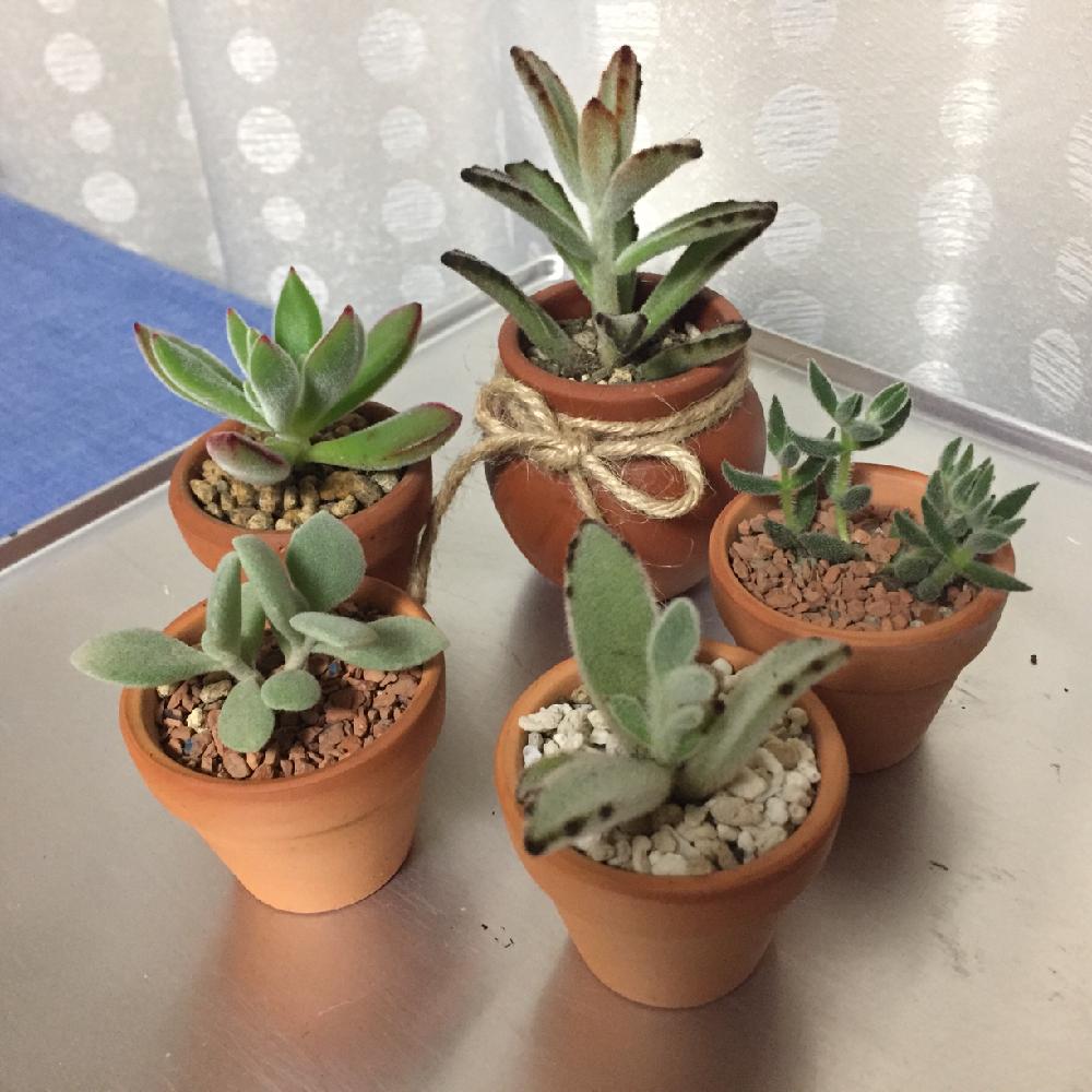 クロトジの投稿画像 By もりぃさん ハムシーとミロッティーとツキトジとギンゾロエとうぶ毛が可愛いと多肉初心者 18月3月5日 Greensnap グリーンスナップ