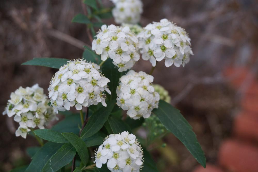 コデマリの投稿画像 By Mint Teaさん 写真とお気に入り と花壇といとおしい植物の表情フォトコンと元気な花と鉢植えとガーデニングと花 のある暮らしと白い花と地植え 18月3月5日 Greensnap グリーンスナップ