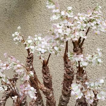 さくらベゴニアの投稿画像一覧 Greensnap グリーンスナップ