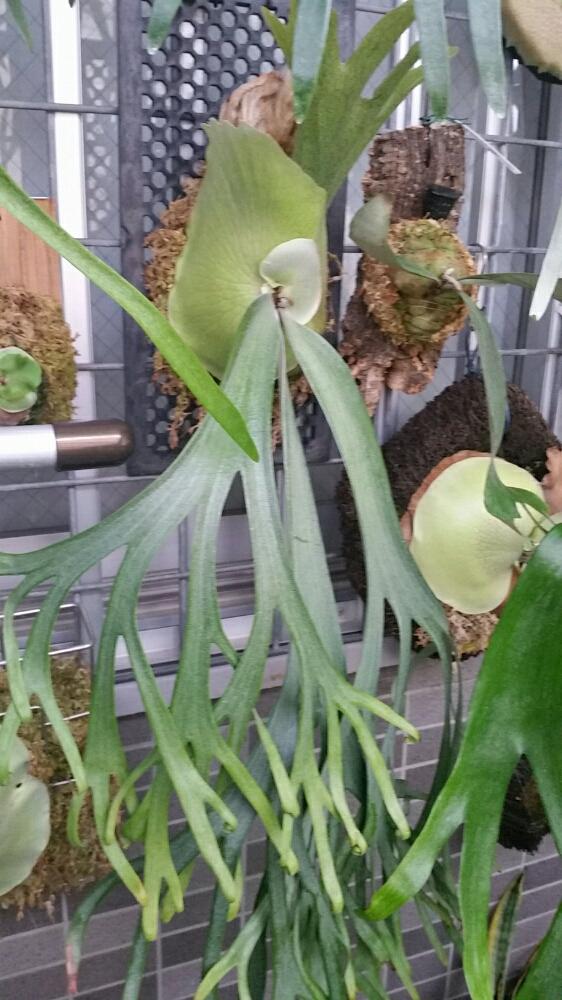 ビカクシダ ウィリンキーの投稿画像 By アピ吉さん コウモリランとビカクシダと沖縄と今日の一枚とgs沖縄支部 18月3月5日 Greensnap グリーンスナップ