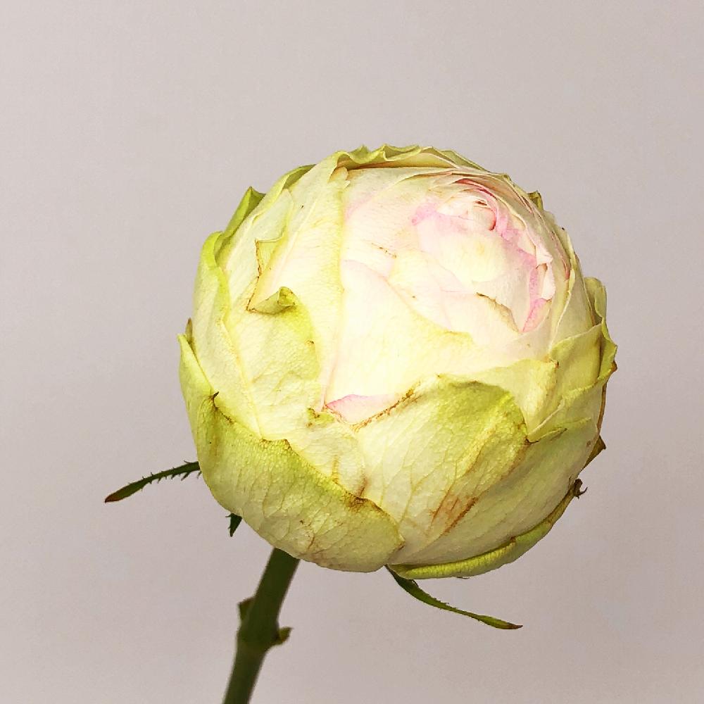 アルヌワブランの投稿画像 By 花 空間さん いとおしい植物の表情フォトコンとフラワーアレンジメントと花のある暮らしと切り花とバルコニスト 18月3月6日 Greensnap グリーンスナップ