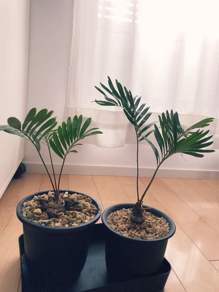 ザミア フロリダーナの投稿画像 By 31osshadowさん 黒プラ鉢と観葉植物と植物のある暮らしと男前植物 と黒プラ鉢ある暮らしと黒プラ鉢ある生活と葉っぱとgs映えとザミアフロリダーナと植中毒とタニラーと棘棘とザミア属とインテリアグリーンとバルコニスト 18月3月6日