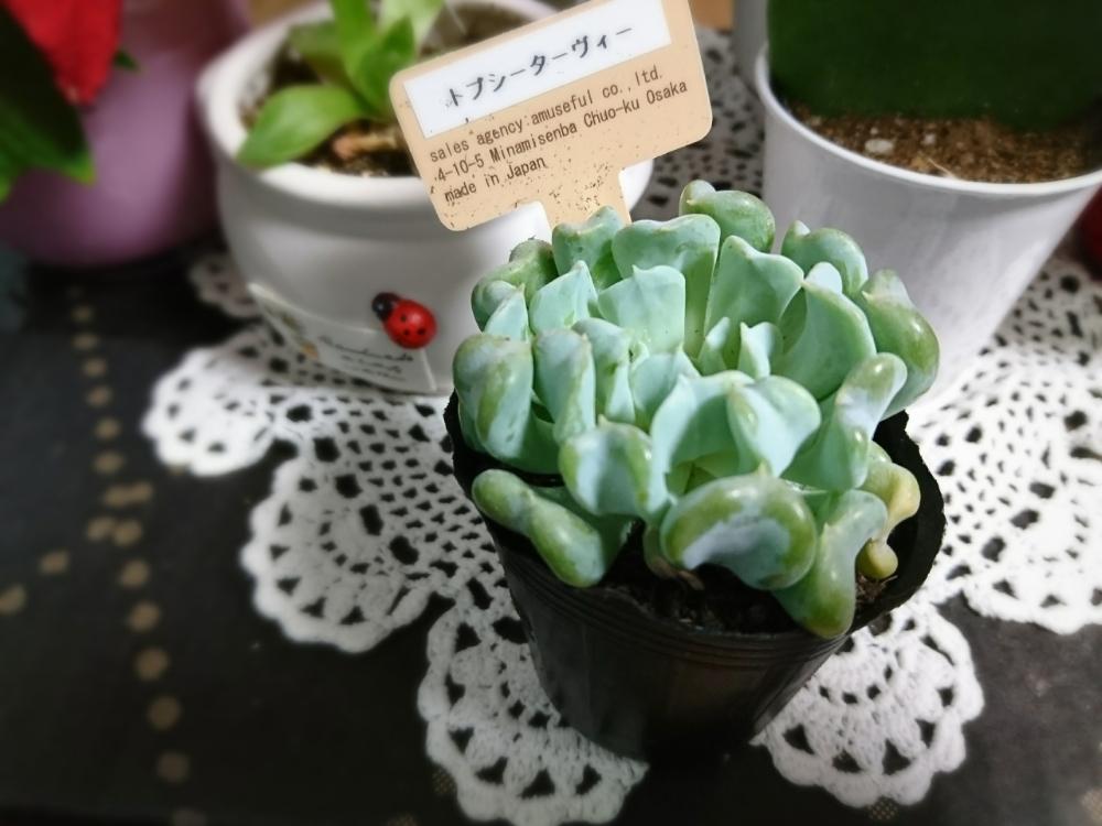 トプシータービーの投稿画像 By Miちゃんさん 多肉植物初心者と娘とお出かけとお花コーナーと散策とタニラーと癒しの場所と花のある暮らしと自由が丘 18月3月6日 Greensnap グリーンスナップ